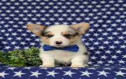 Welsh Corgi Pembroke dogs for sale: Kimball - Image 4