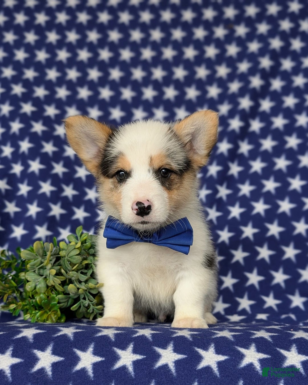 Welsh Corgi Pembroke dogs for sale: Kimball - Image 4