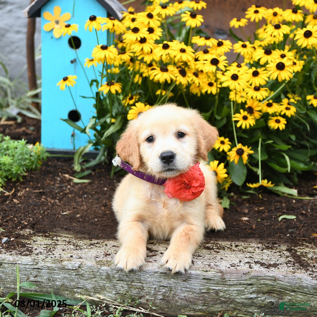 Golden Retriever dogs for sale: Fiji - Image 5