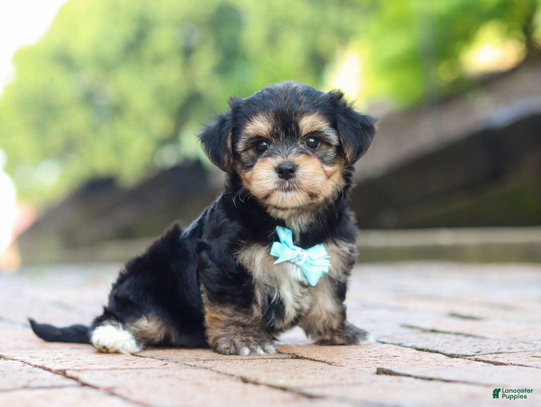 Morkie dogs for sale: Paul - Image 4