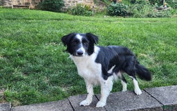 Border Collie dogs for sale: Dasiy - Image 13