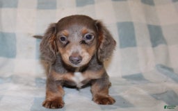 Miniature Dachshund dogs for sale: Bingo - Image 14