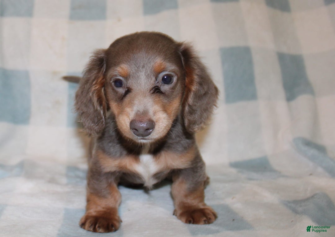 Miniature Dachshund dogs for sale: Bingo - Image 14