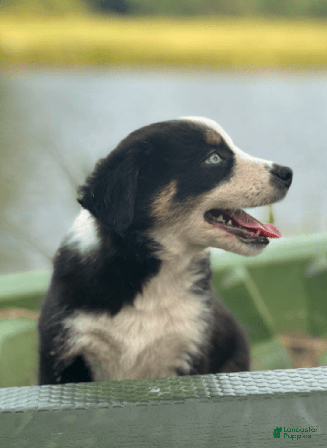 Australian Shepherd dogs for sale: Alejandro-ollie - Image 10