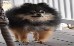 Pomeranian dogs for sale: Lola - Image 11