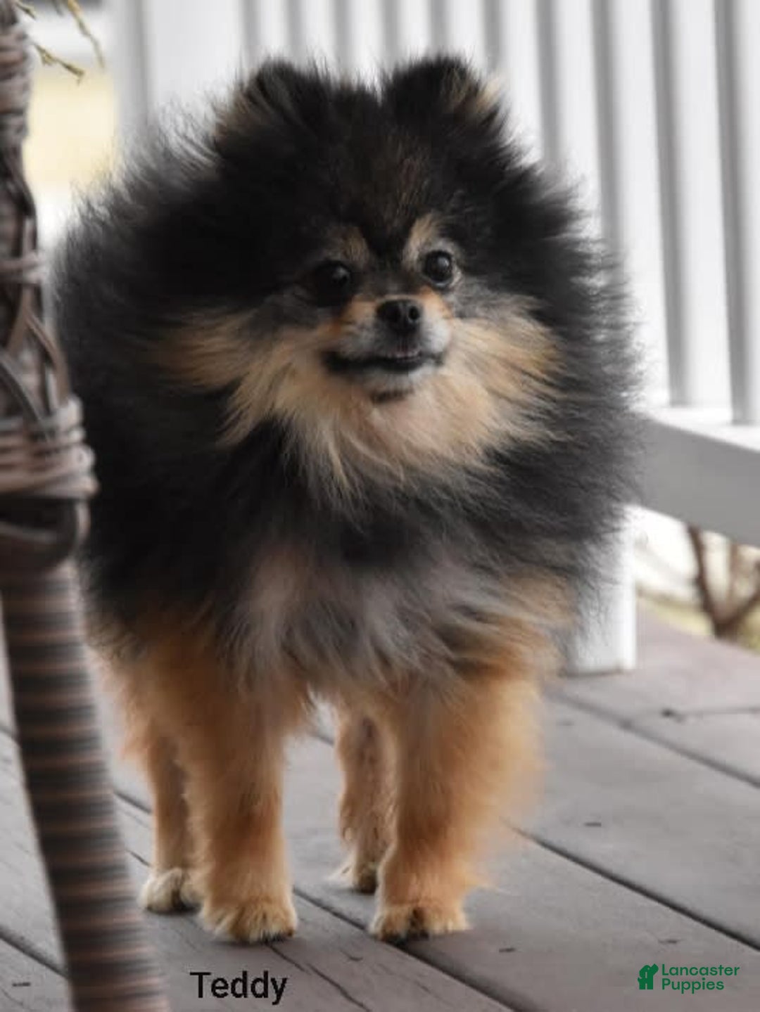 Pomeranian dogs for sale: Lola - Image 11
