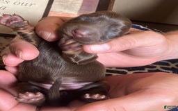 Dachshund dogs for sale: Molly - Image 3