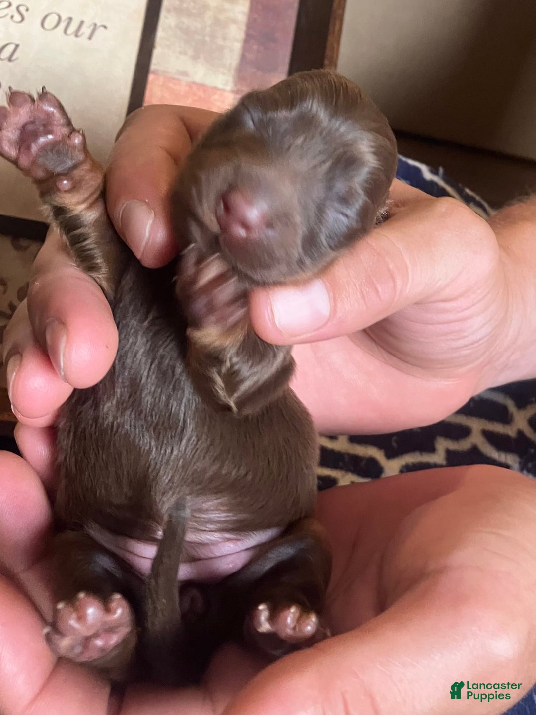 Dachshund dogs for sale: Molly - Image 3