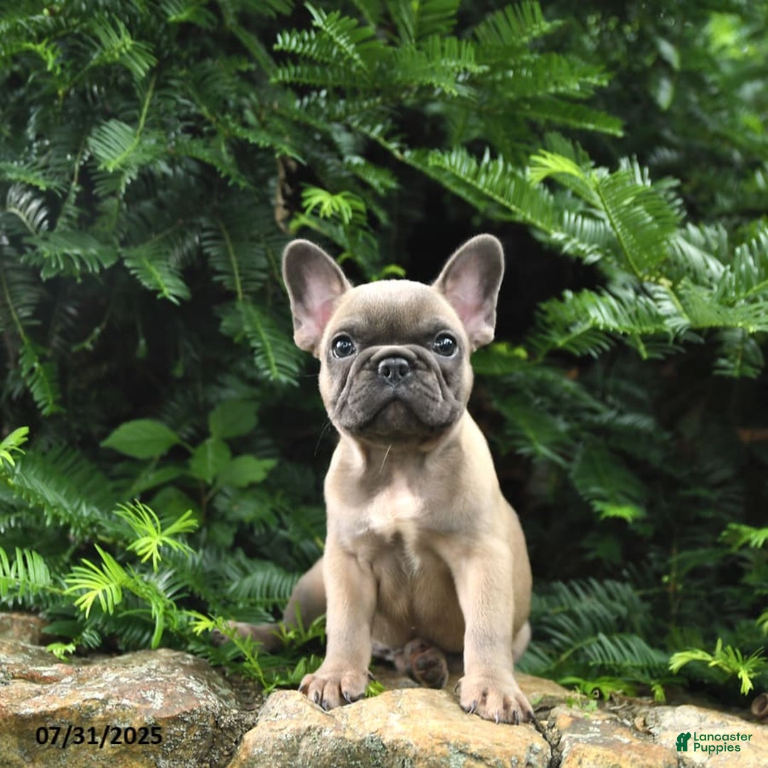French Bulldog dogs for sale: Meadow - Image 10