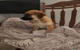 German Shepherd dogs for sale: Boxer - Image 2
