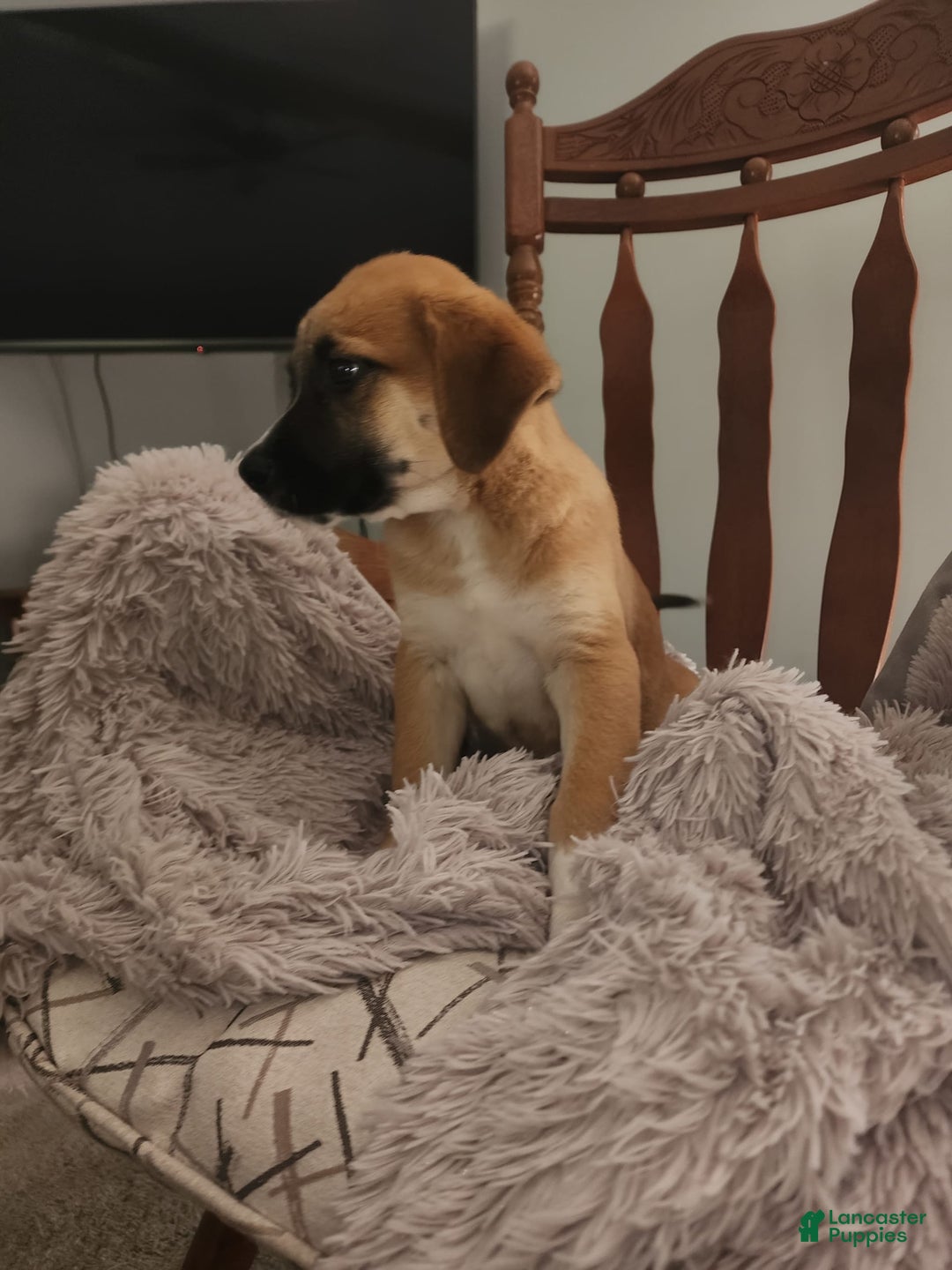 German Shepherd dogs for sale: Boxer - Image 2