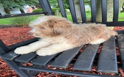 Mini Aussiedoodle dogs for sale: Sunny - Image 11