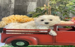 Maltese dogs for sale: Mister - Image 3