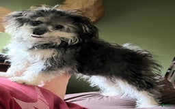 Bichon Frise dogs for sale: Rocky - Image 1