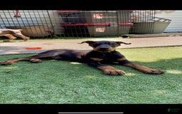 Doberman Pinscher dogs for sale: Jet Euro Championship Line Doberman - Image 11