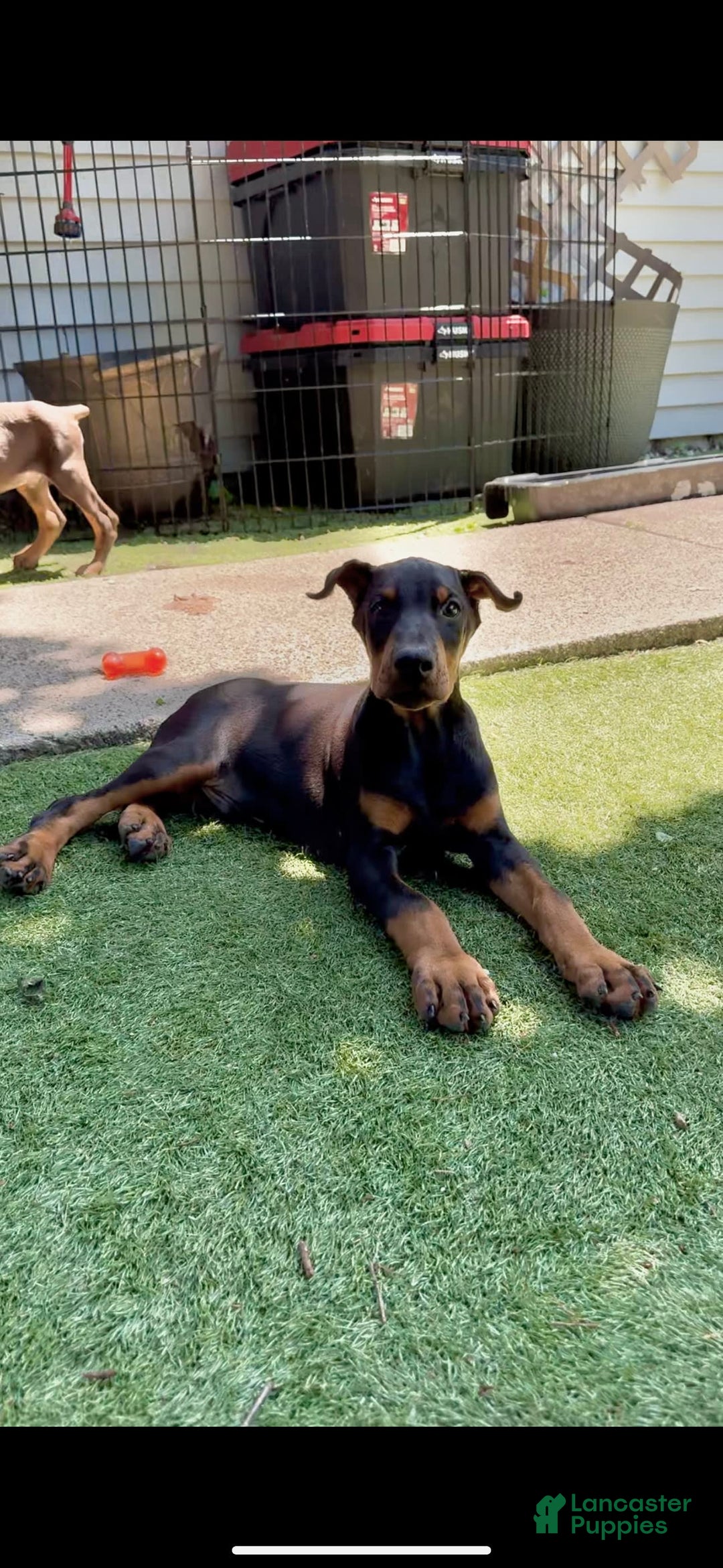 Doberman Pinscher dogs for sale: Jet Euro Championship Line Doberman - Image 11