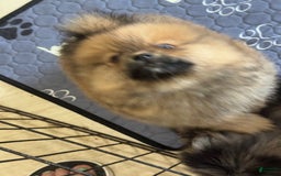 Pomeranian dogs for sale: Maximus - Image 2