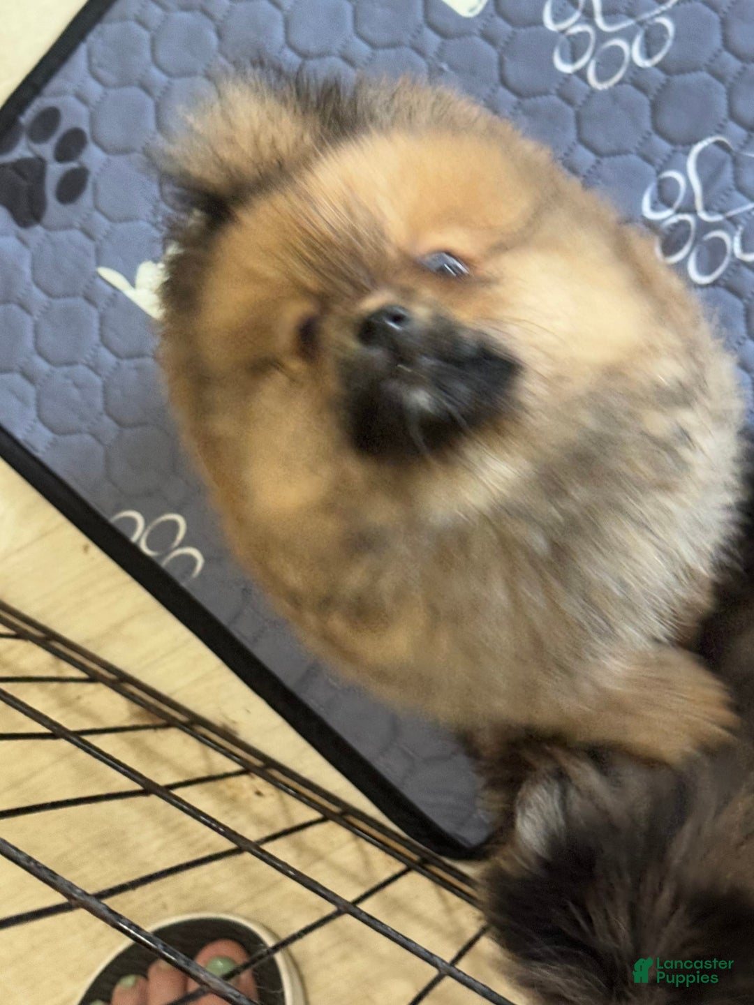 Pomeranian dogs for sale: Maximus - Image 2