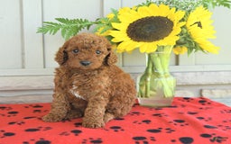 Mini Goldendoodle dogs for sale: Ulysses - Image 6