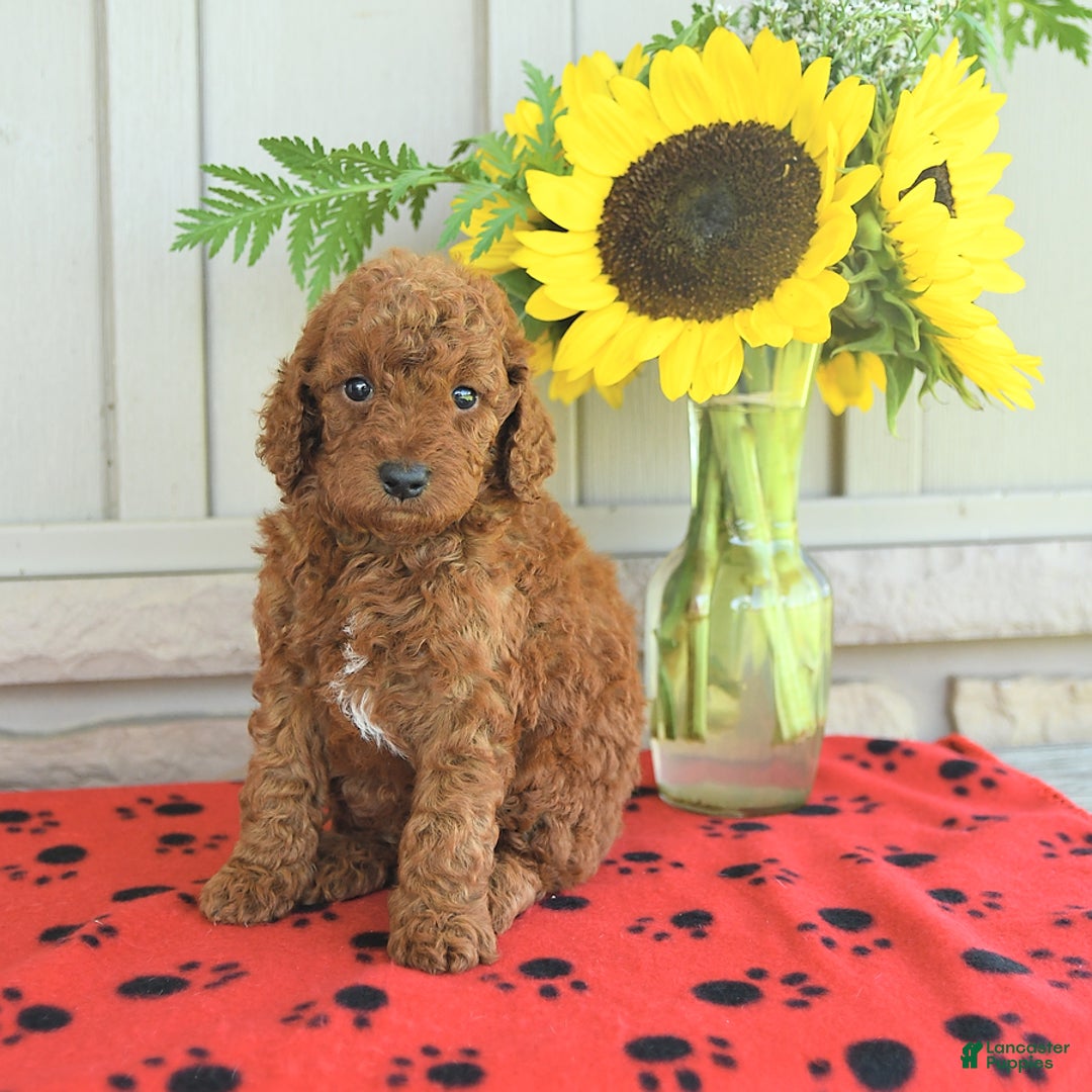 Mini Goldendoodle dogs for sale: Ulysses - Image 6