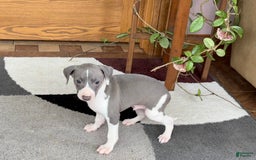 Italian Greyhound dogs for sale: Lenny - Image 5