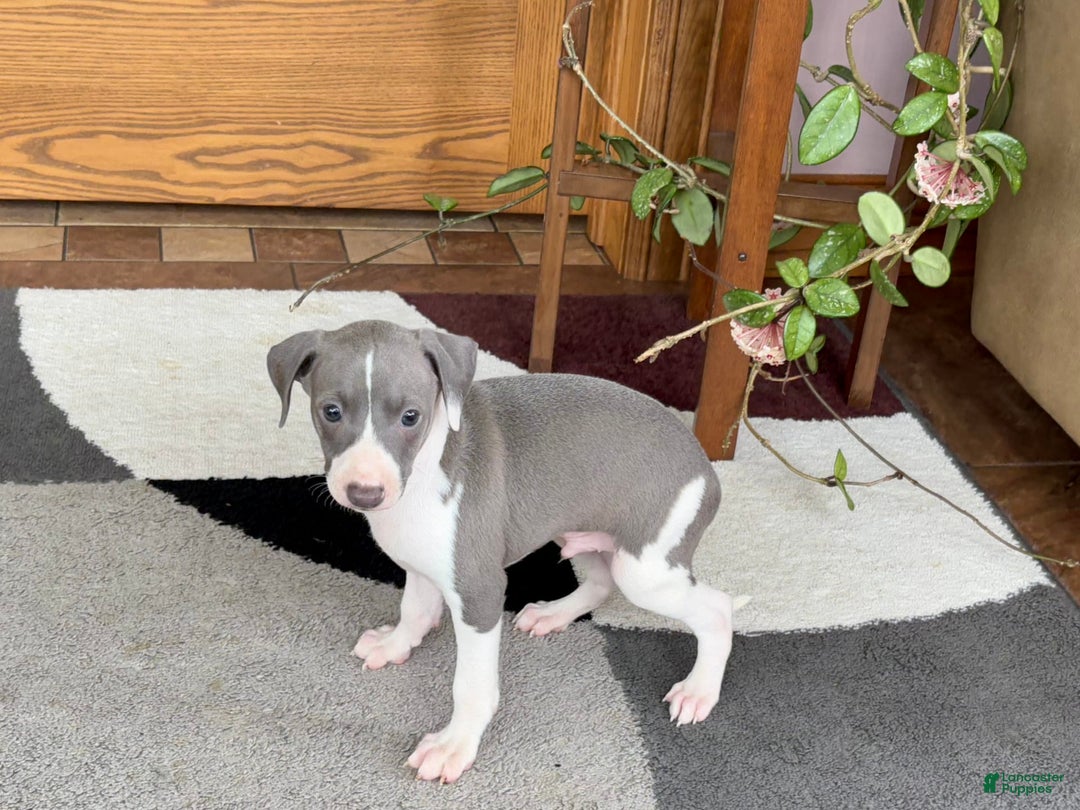 Italian Greyhound dogs for sale: Lenny - Image 5