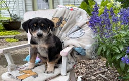 Australian Cattle Dog dogs for sale: Milo - Image 2