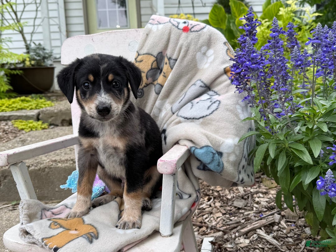 Australian Cattle Dog dogs for sale: Milo - Image 2