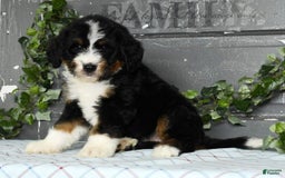 Bernedoodle dogs for sale: Dawn - Image 6