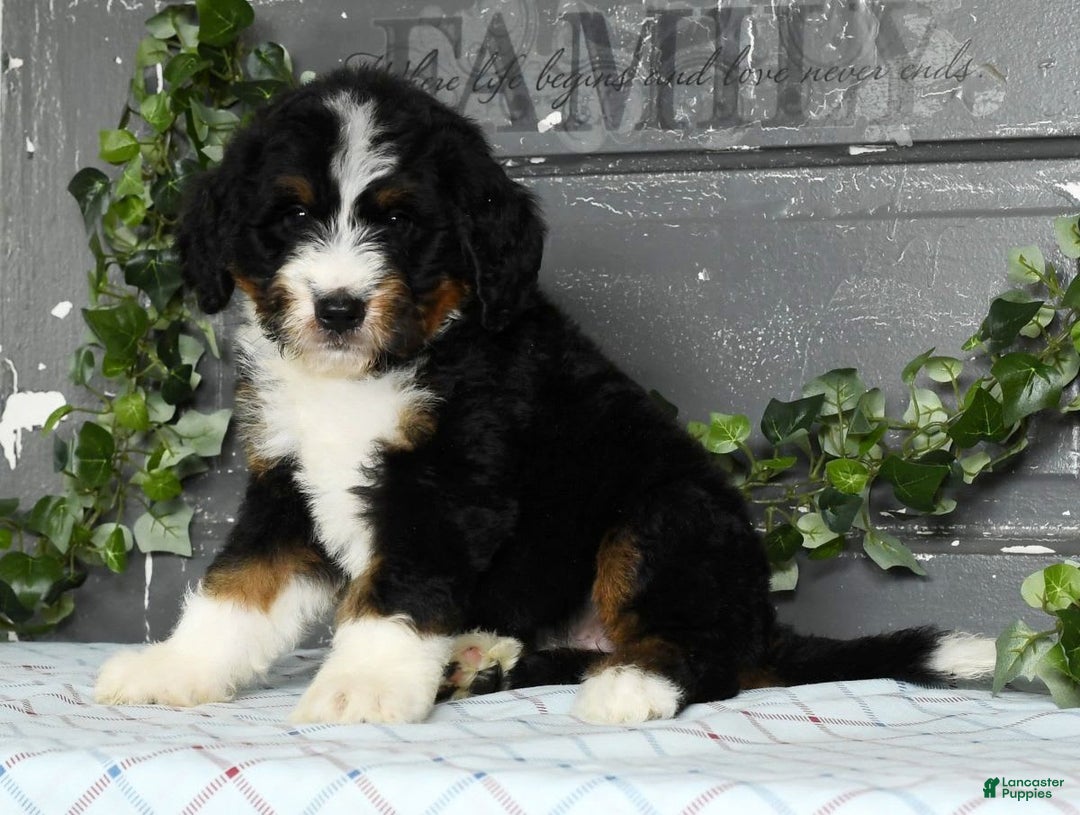Bernedoodle dogs for sale: Dawn - Image 6