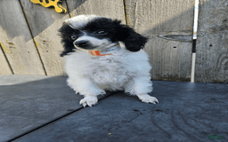 Toy Poodle dogs for sale: Piper - Image 1