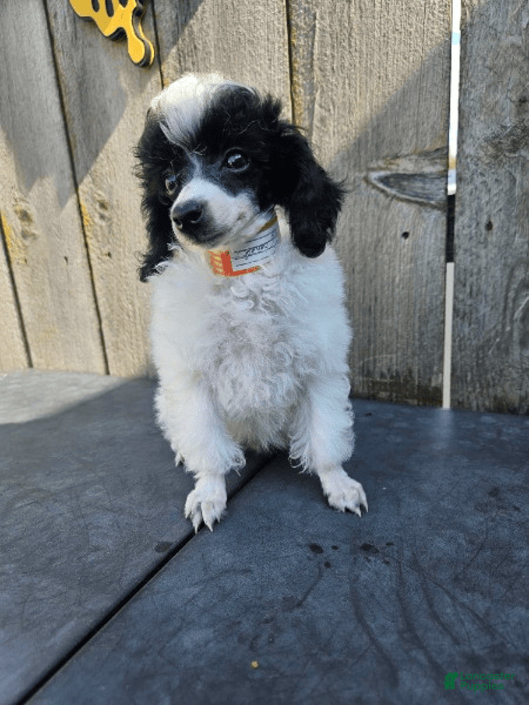 Toy Poodle dogs for sale: Piper - Image 1