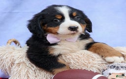 Bernese Mountain Dog dogs for sale: Suse - Image 14