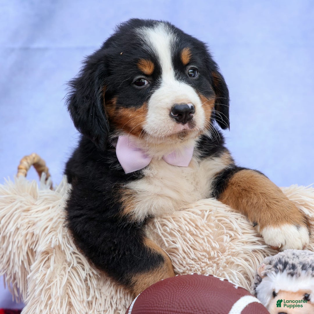 Bernese Mountain Dog dogs for sale: Suse - Image 14