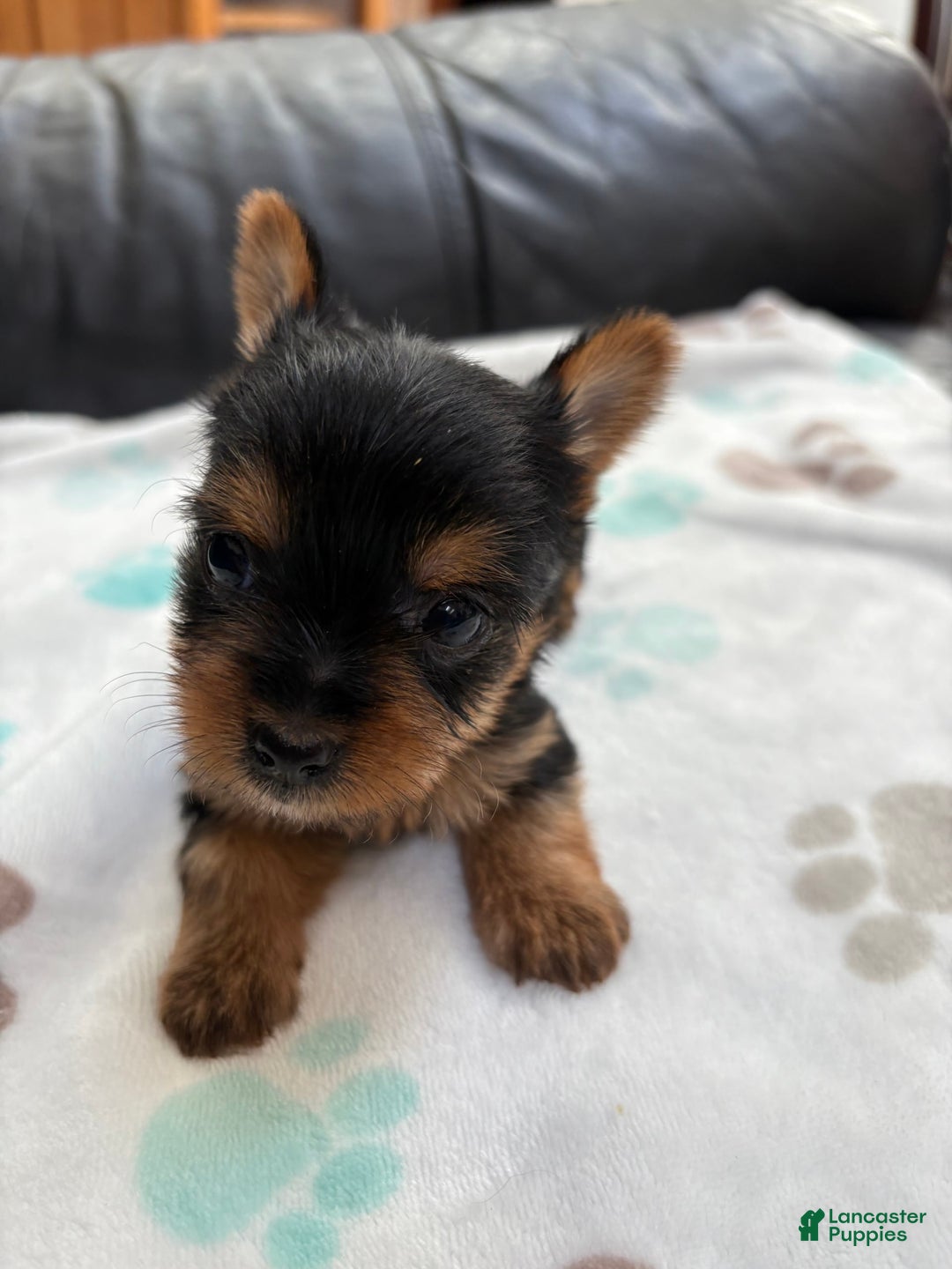 Yorkshire Terrier dogs for sale: Buddy - Image 10