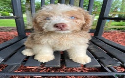 Mini Aussiedoodle dogs for sale: Sunny - Image 20