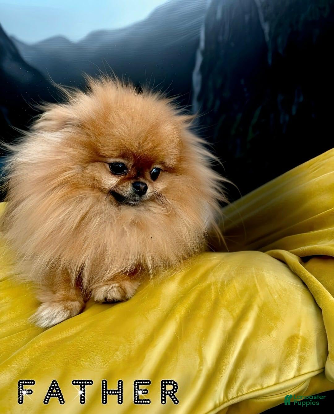 Maltipoo dogs for sale: Dora - Image 4