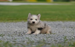 Gerberian Shepsky dogs for sale: Romeo - Image 12