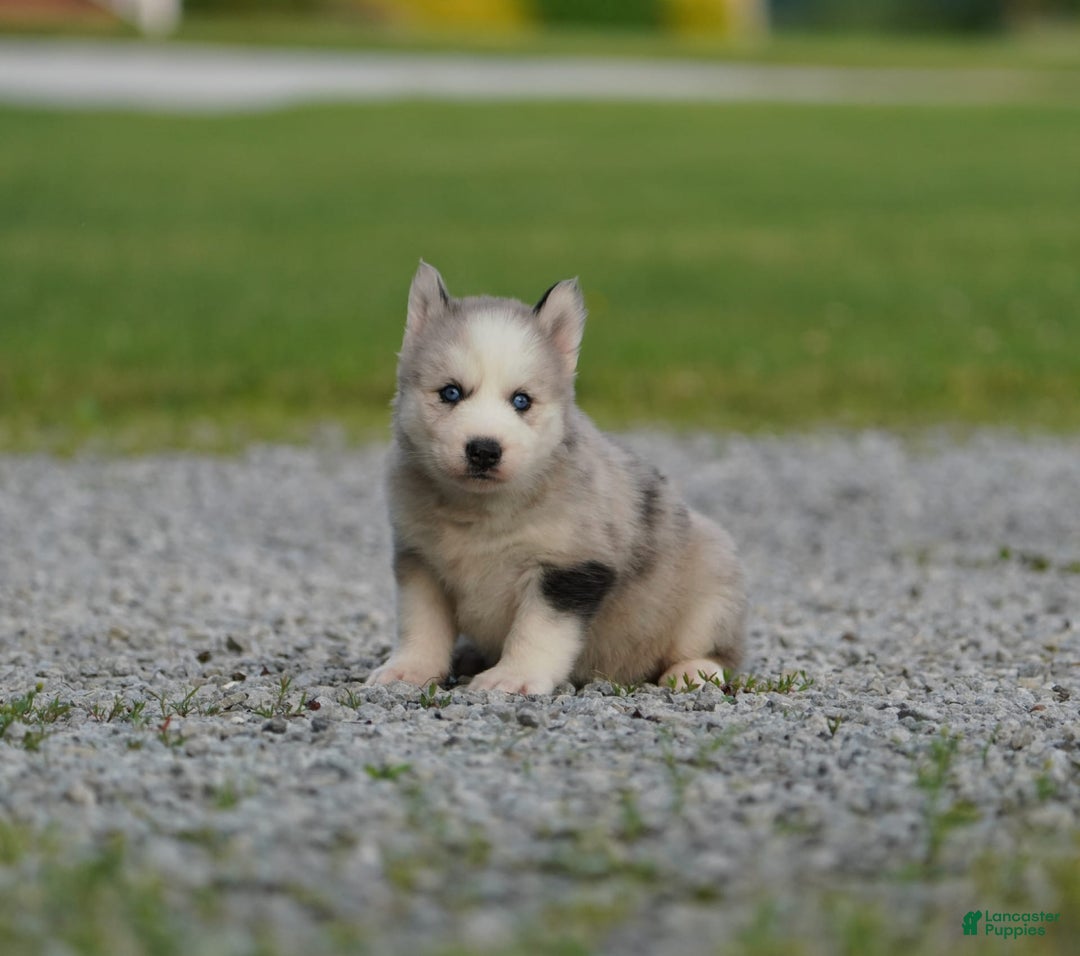 Gerberian Shepsky dogs for sale: Romeo - Image 12