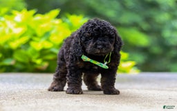 Cockapoo dogs for sale: Midnight - Image 1