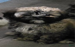 Shih Tzu dogs for sale: N/a - Image 1