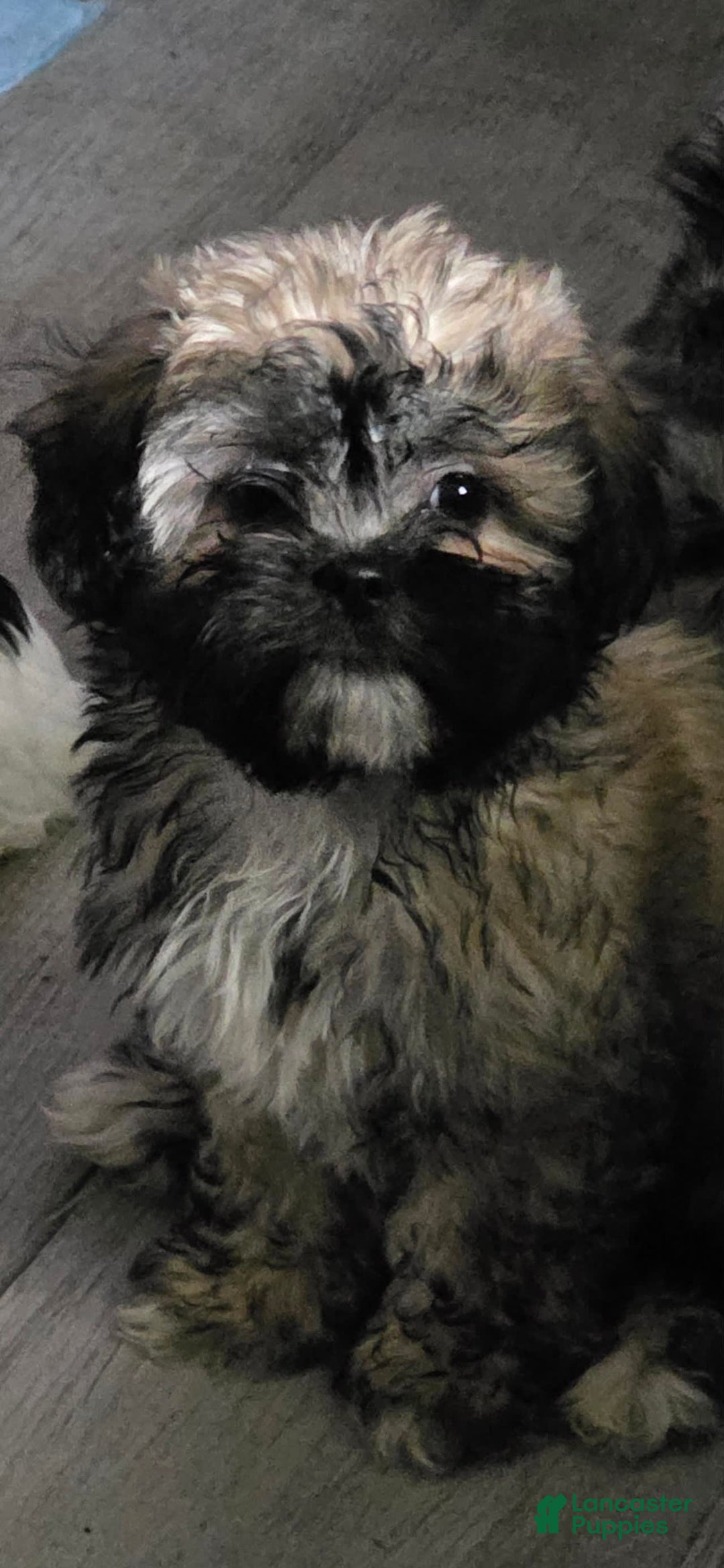 Shih Tzu dogs for sale: N/a - Image 1
