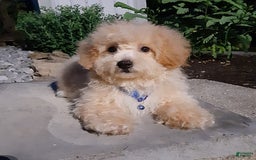Bichpoo dogs for sale: Gabe - Image 6