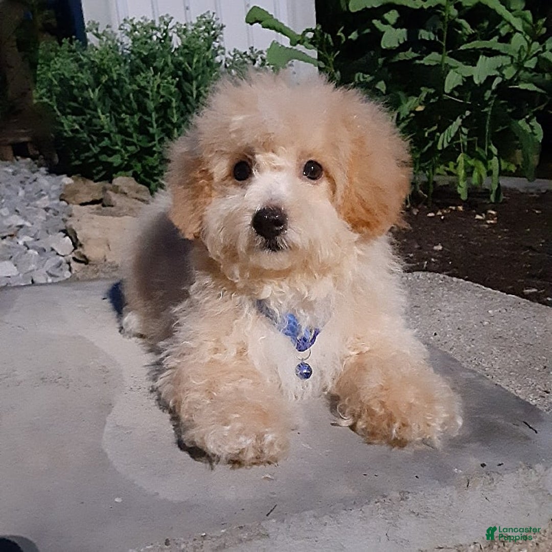 Bichpoo dogs for sale: Gabe - Image 6