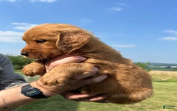 Golden Retriever dogs for sale: Fin - Image 16