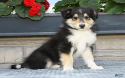 Collie dogs for sale: Patsy - Image 4