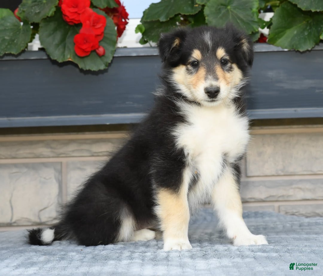Collie dogs for sale: Patsy - Image 4