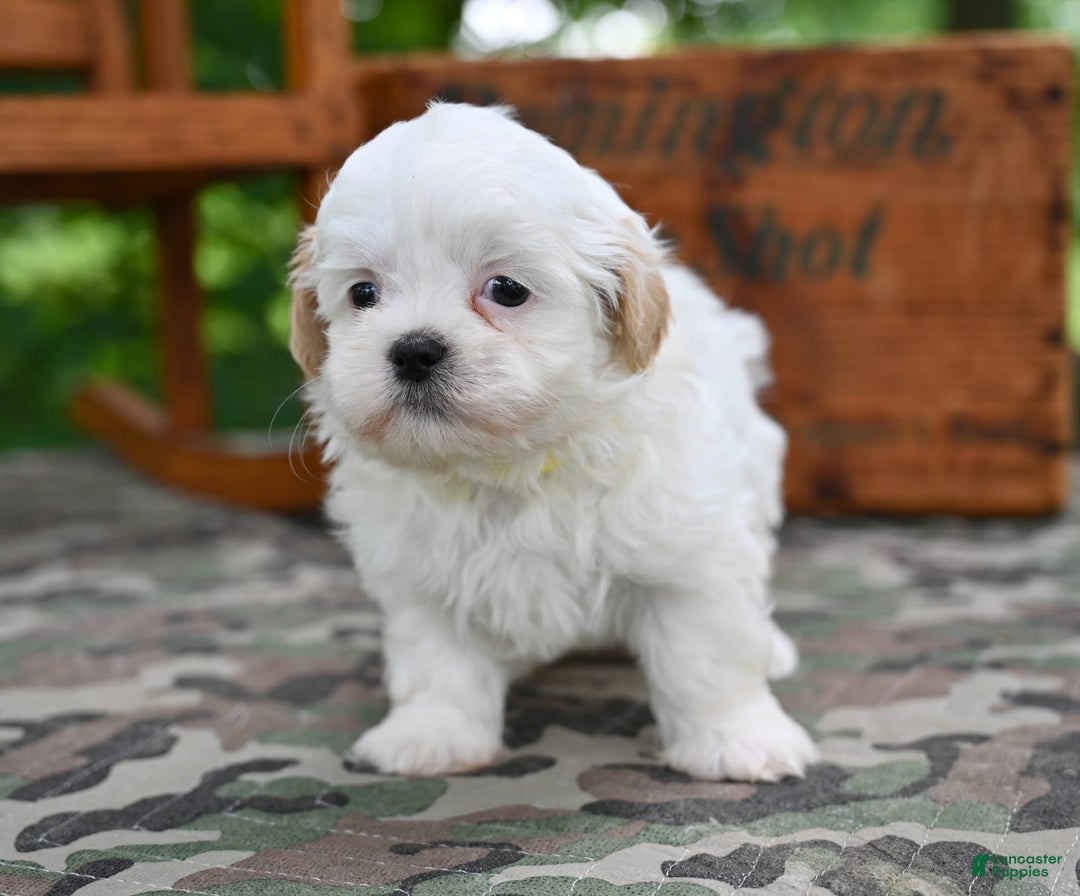 Shih Tzu dogs for sale: Oliver - Image 6
