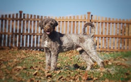 Portuguese Water Dog dogs for sale: Boots - Image 25