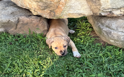 American Pit Bull Terrier dogs for sale: Pincess - Image 18